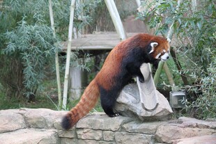 小熊猫站立于石块上