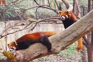 小熊猫慵懒栖于树枝间