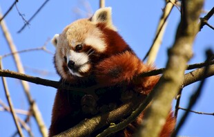 小熊猫栖息于树枝间