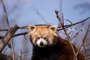 小熊猫于枝头的可爱瞬间