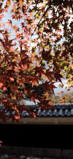秋日红叶下的建筑一角