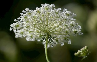 白色伞状花朵特写