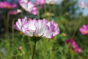 美丽绽放的粉白花朵