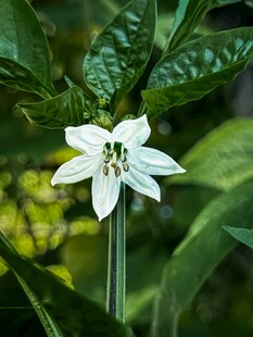 白色单朵小花绽放绿叶间