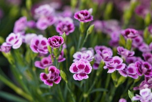 粉色石竹花特写