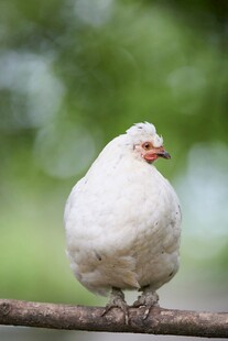 白鸡栖于枝头