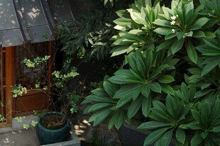 庭院绿植环绕的木质小屋