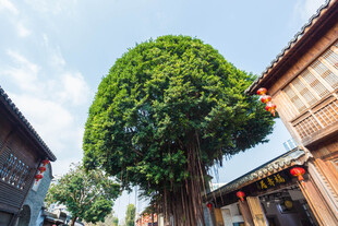 福州榕树