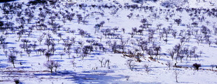 冬日雪景