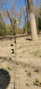 荠菜