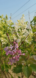 丁香花