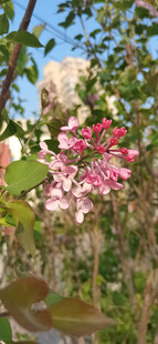 丁香