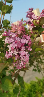 丁香花