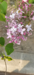 丁香花