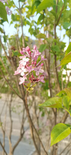 丁香花