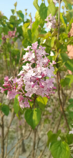 丁香花