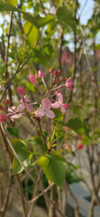 丁香花