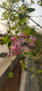 丁香花
