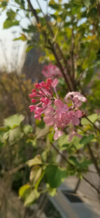 丁香花