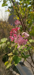 丁香花