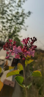 丁香花