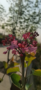 丁香花