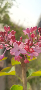 丁香花