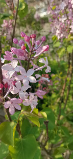 丁香花