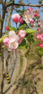 海棠花