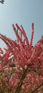 粉红花枝绽放