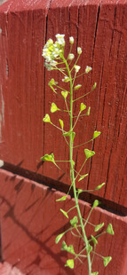 荠菜
