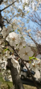白樱花