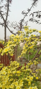 黄刺玫