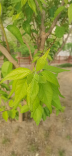 嫩绿树叶树枝特写