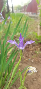 马蔺
