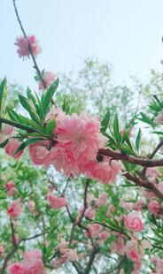 桃花