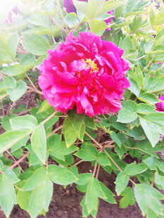 牡丹花