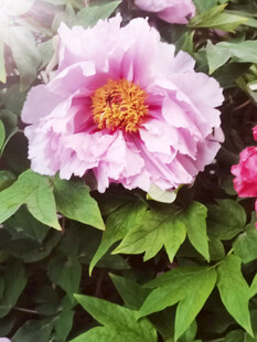 牡丹花