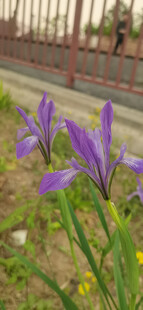 马兰花