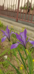 马蔺花