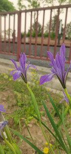 马蔺 