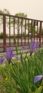 马兰花