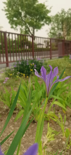 马蔺花