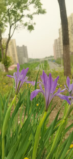 马兰花  