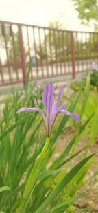 马蔺