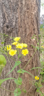 黄色小花