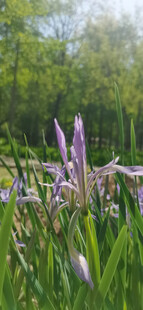 马兰花