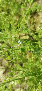 翠绿草丛特写