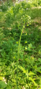 荠菜