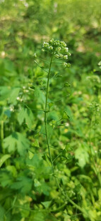 荠菜